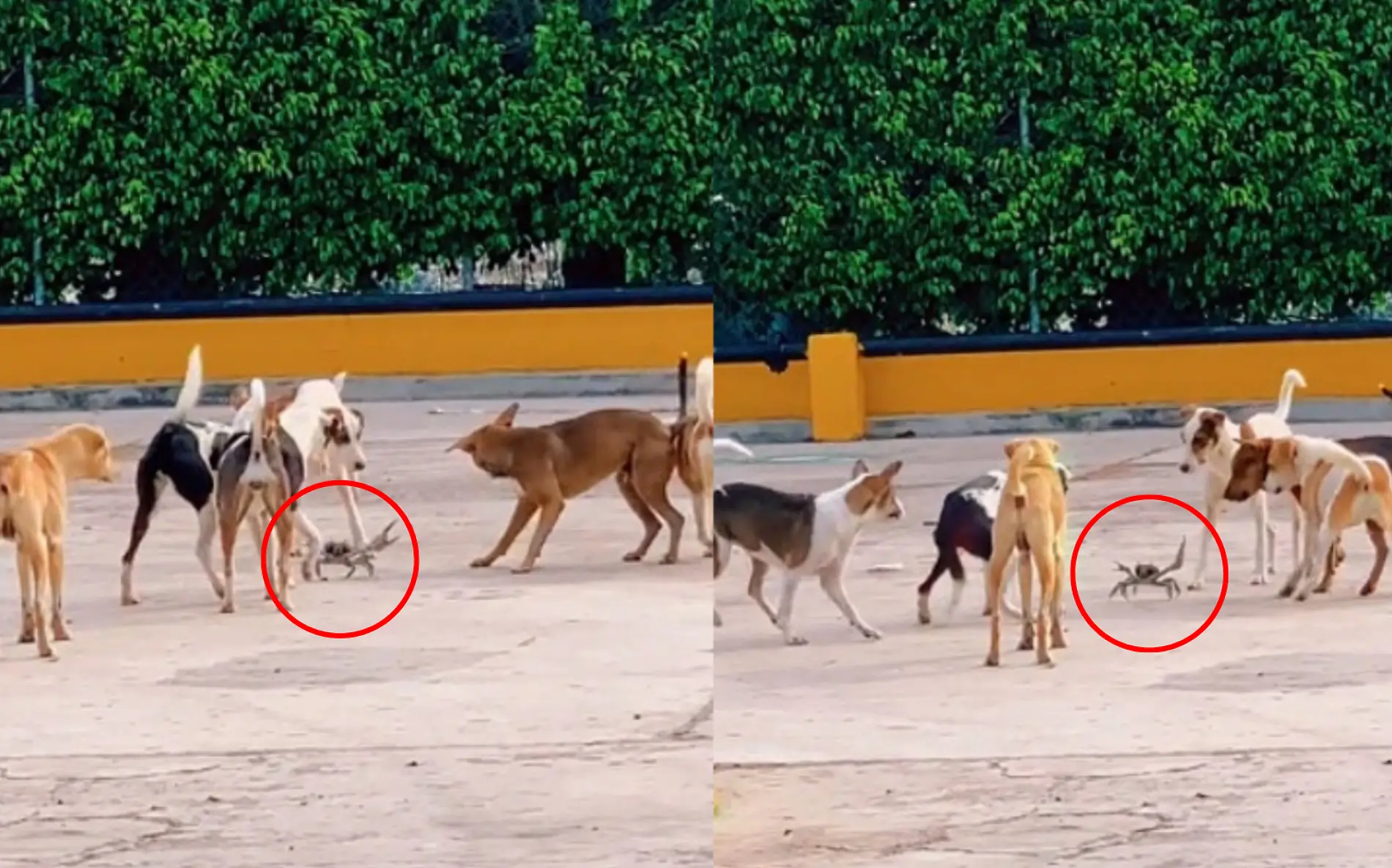 Cangrejo azul pelea contra grupo de perros, ocurrió en Veracruz Captura de pantalla TikTok @